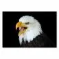 Preview: Nahaufnahme: Weißkopfseeadler, geöffneter Schnabel, schwarzer Hintergrund. Preview: Nahaufnahme: Weißkopfseeadler, geöffneter Schnabel, schwarzer Hintergrund.