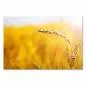 Preview: Sonnenuntergang, Feld goldener Weizenähren, kleine Schnecke kriecht an Ähre. Preview: Sonnenuntergang, Feld goldener Weizenähren, kleine Schnecke kriecht an Ähre.