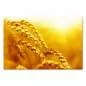 Preview: Goldene Weizenähren im Sonnenuntergang - Nahaufnahme. Warme Farben, schöne Textur. Preview: Goldene Weizenähren im Sonnenuntergang - Nahaufnahme. Warme Farben, schöne Textur.