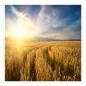 Preview: Goldene Weizenähren bis zum Horizont, untergehende Sonne, warme Farben. Preview: Goldene Weizenähren bis zum Horizont, untergehende Sonne, warme Farben.