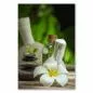 Preview: Frangipaniblüte, Zen-Steine, Massageöle, Kräuterstempel - Ruhe & Gelassenheit. Preview: Frangipaniblüte, Zen-Steine, Massageöle, Kräuterstempel - Ruhe & Gelassenheit.