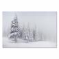 Preview: Verschneite Tannenbäume im Nebel - eine mystische und ruhige Winterlandschaft.