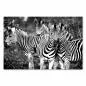 Preview: Drei Zebras kuscheln eng beieinander - eine malerische Schwarz-Weiß-Aufnahme voller Harmonie. Preview: Drei Zebras kuscheln eng beieinander - eine malerische Schwarz-Weiß-Aufnahme voller Harmonie.