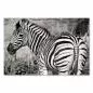 Preview: Die Eleganz eines Zebras in freier Wildbahn, eingefangen in einem zeitlosen Schwarzweiß-Foto. Preview: Die Eleganz eines Zebras in freier Wildbahn, eingefangen in einem zeitlosen Schwarzweiß-Foto.