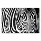 Preview: Zebra, Nahaufnahme, charakteristische Streifen. Preview: Zebra, Nahaufnahme, charakteristische Streifen.