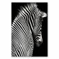 Preview: Ein Zebra vor schwarzem Hintergrund zeigt seine charakteristischen Streifen.
