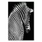 Preview: Ein Zebra vor schwarzem Hintergrund zeigt seine charakteristischen Streifen. Preview: Ein Zebra vor schwarzem Hintergrund zeigt seine charakteristischen Streifen.