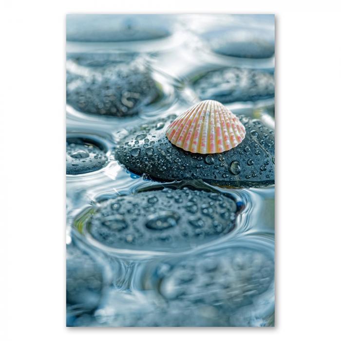 Preview: Muschel im Wasser | Postereck 3369
