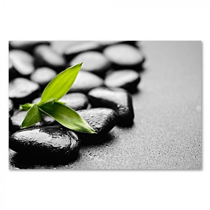 Preview: Bambusspross | Postereck 2980