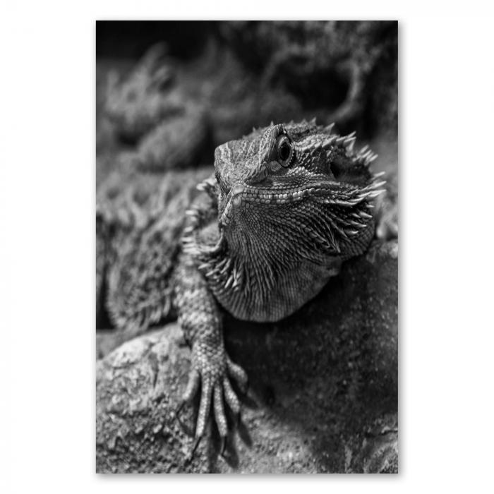 Preview: Bartagame | Postereck 3400