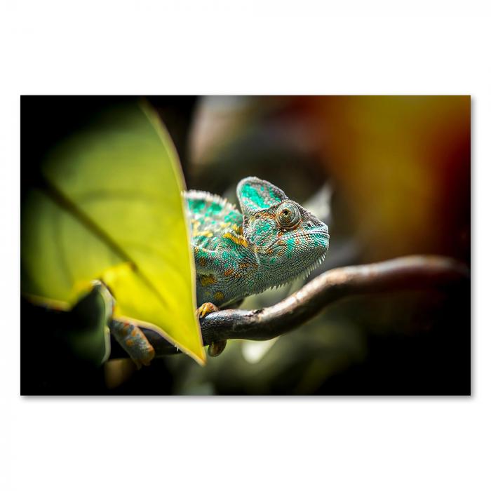 Preview: Farbenpracht | Postereck 3917