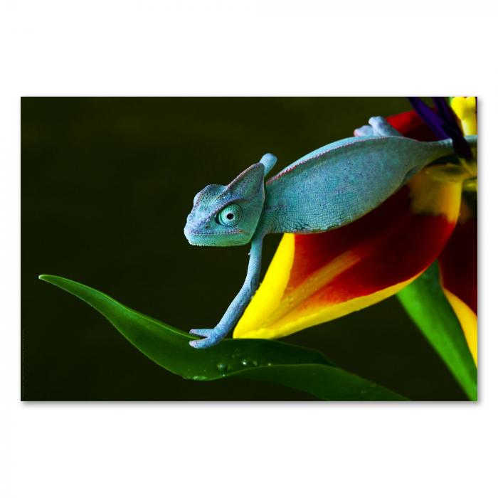 Preview: Farbenpracht der Natur: Chamäleon | Postereck 0196