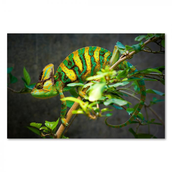 Preview: Chamäleon | Postereck 3934