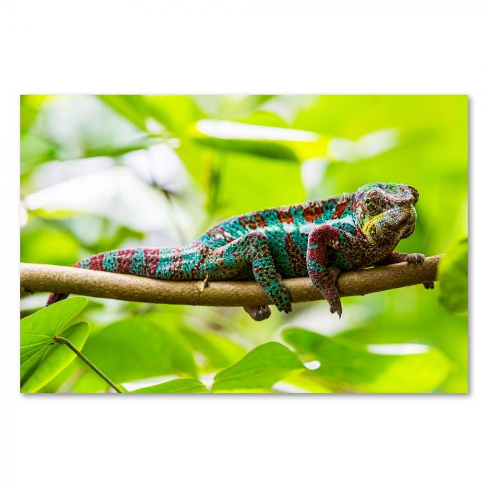Preview: Chamäleon | Postereck 3731