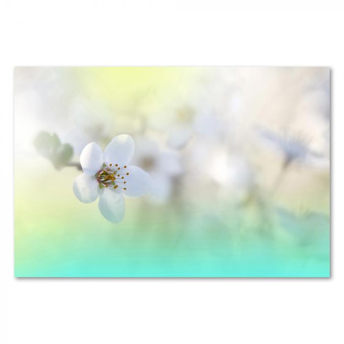 Zarte weiße Kirschblüte, gelbe Staubgefäße, Pastellfarben - Frühling & Schönheit.