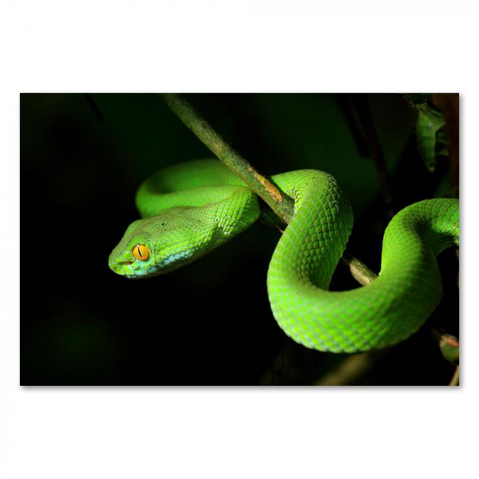 Preview: Grüne Viper: Dschungel | Postereck 1806