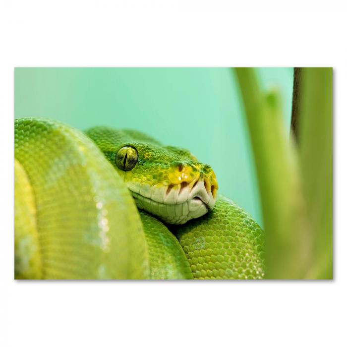 Preview: Baumpython | Postereck 2964