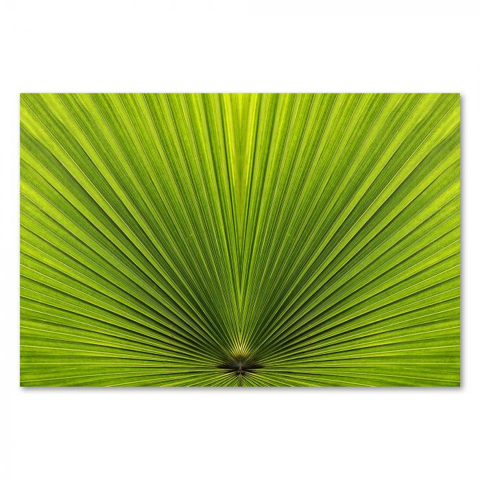 Die symmetrische Schönheit eines Palmblattes in Nahaufnahme - ein faszinierendes Muster der Natur.