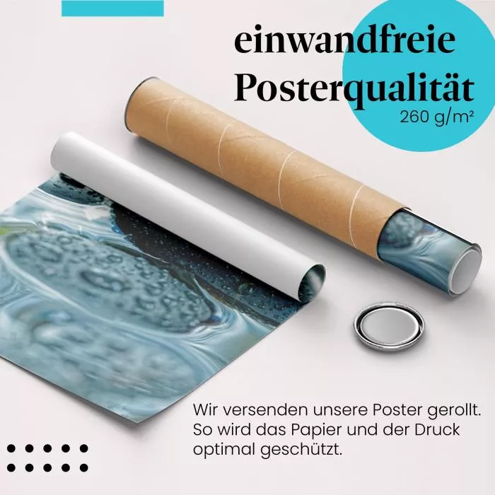 Muschel im Wasser | Postereck 3369