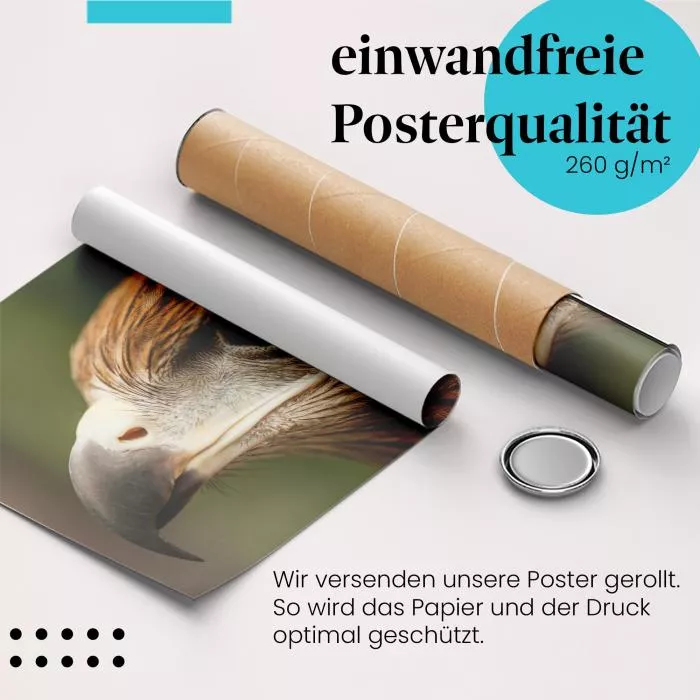 Adlerportrait | Postereck 3246