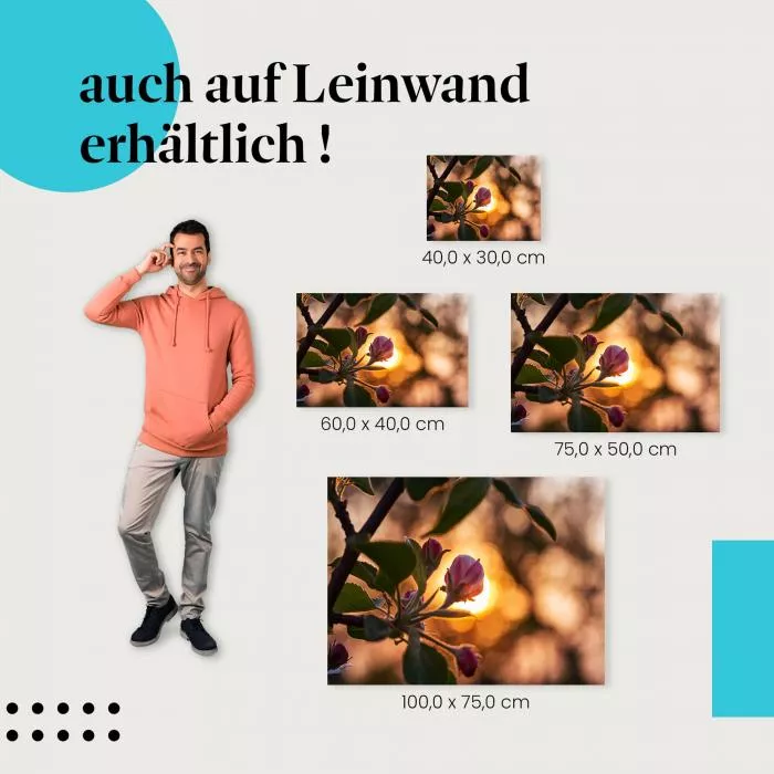 Apfelblüte im Abendlicht | Postereck 3202
