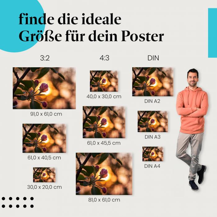 Apfelblüte, Poster: Rosa Knospen, Sonnenuntergang, warm.