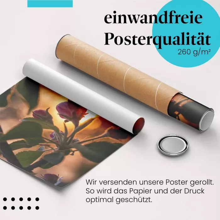 Apfelblüte im Abendlicht | Postereck 3202