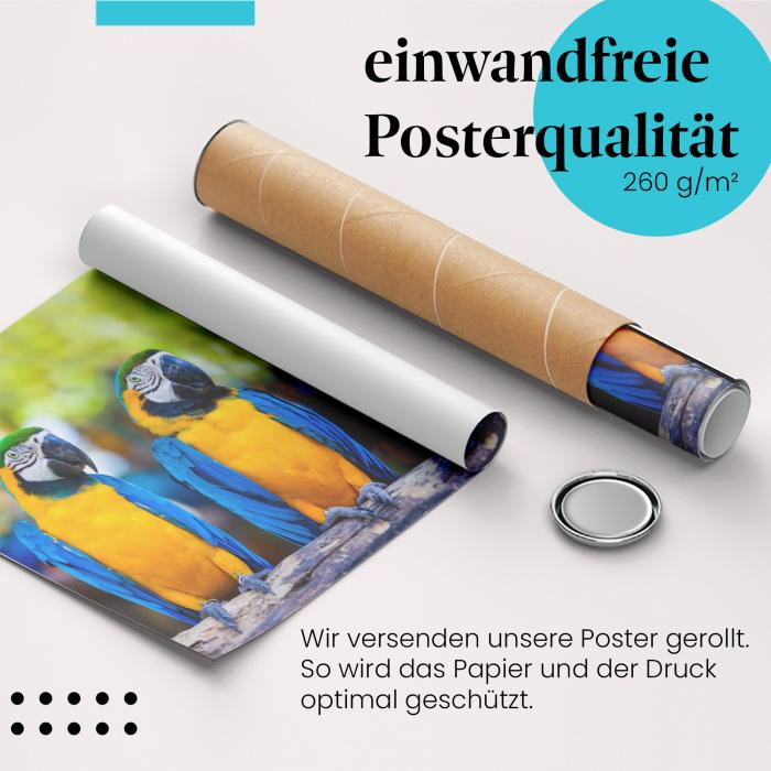Preview: Blaugelbe Aras | Postereck 3578