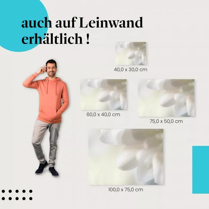 Blütenblätter | Postereck 3133