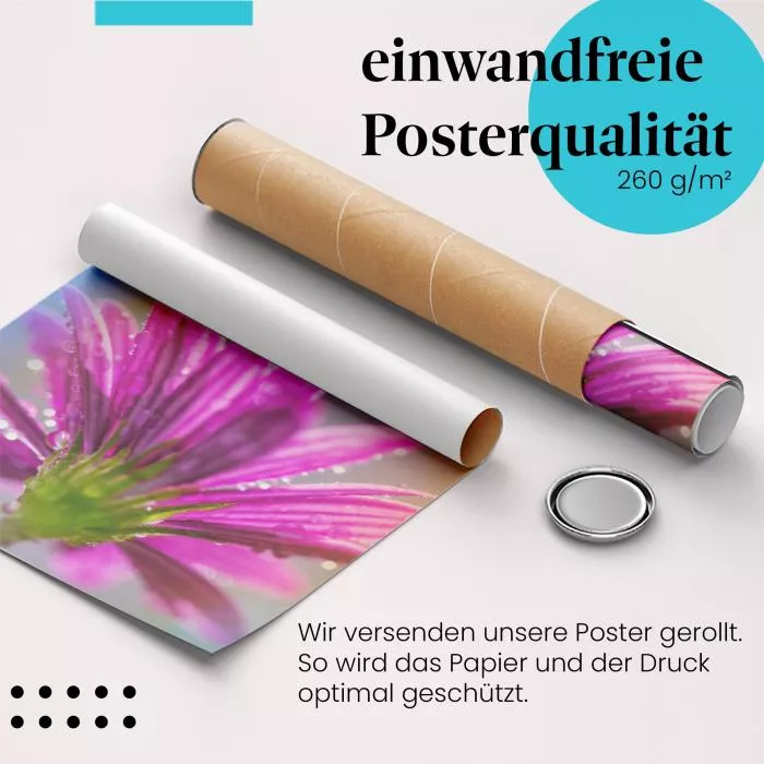 Lila Blüte: Tautropfen | Postereck 1365