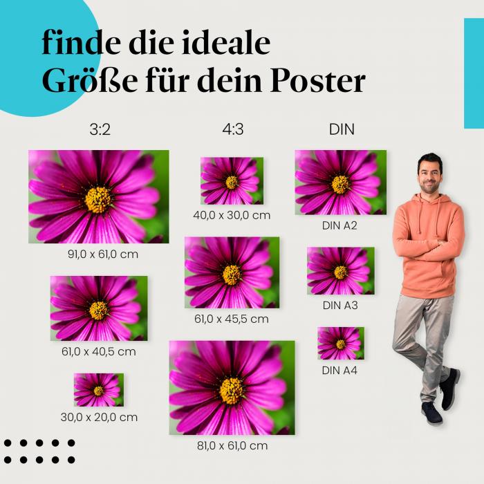 Blumen im Detail: Poster "Blütenpracht" - Lila Blume & gelbe Staubblätter