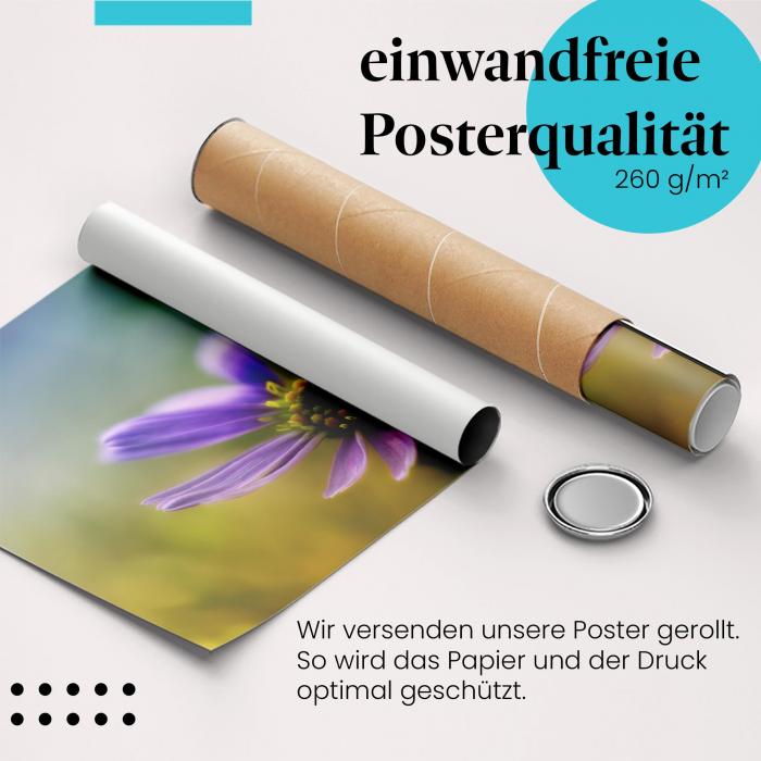Gerolltes Poster "Lila Blume", Sonnenlicht, Schönheit.