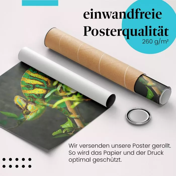 Chamäleon | Postereck 3934