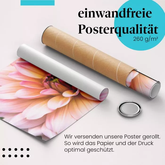 Zartrosa Dahlie | Postereck 2814
