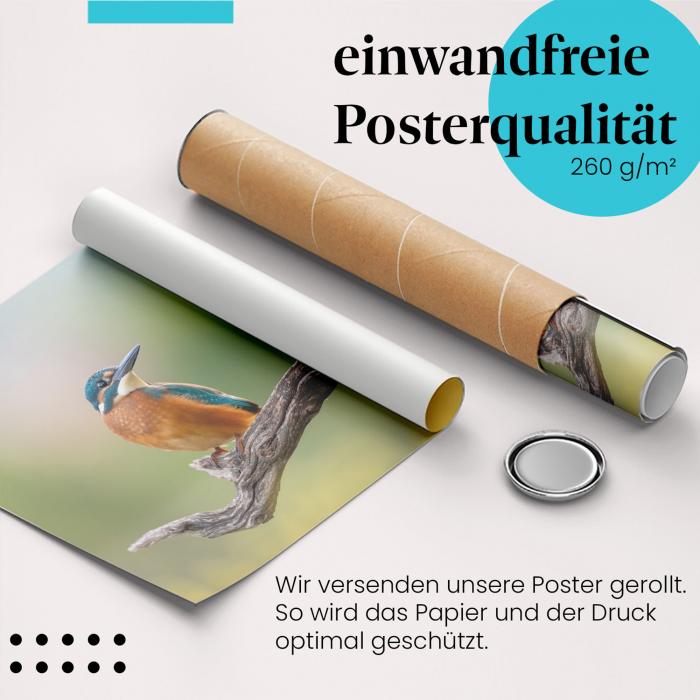 Gerolltes Poster "Eisvogel" - Vogel & Natur, sicher verpackt.