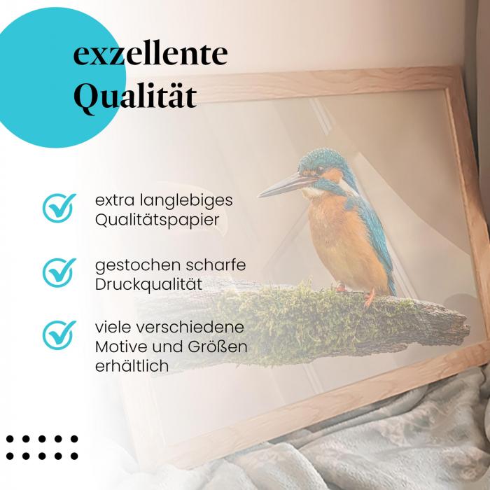 Preview: Eisvogel | Postereck 3500