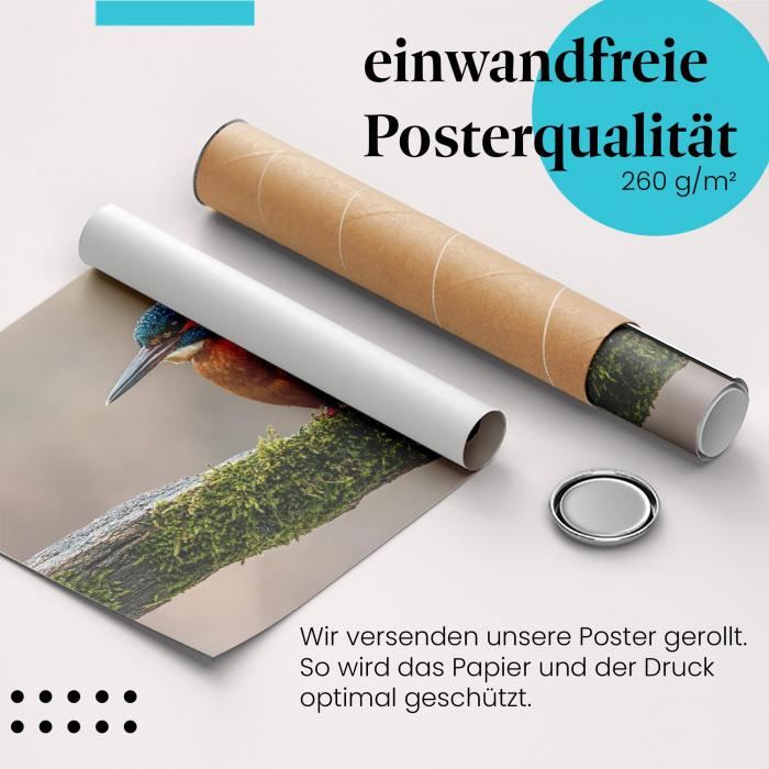 Preview: Eisvogel | Postereck 3500