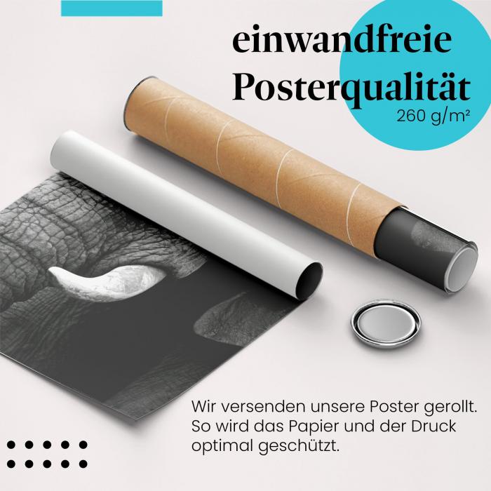"Elefantenportrait": Gerolltes Poster - Schwarz-Weiß.