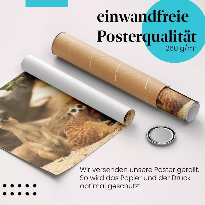 Erdmännchen | Postereck 3248