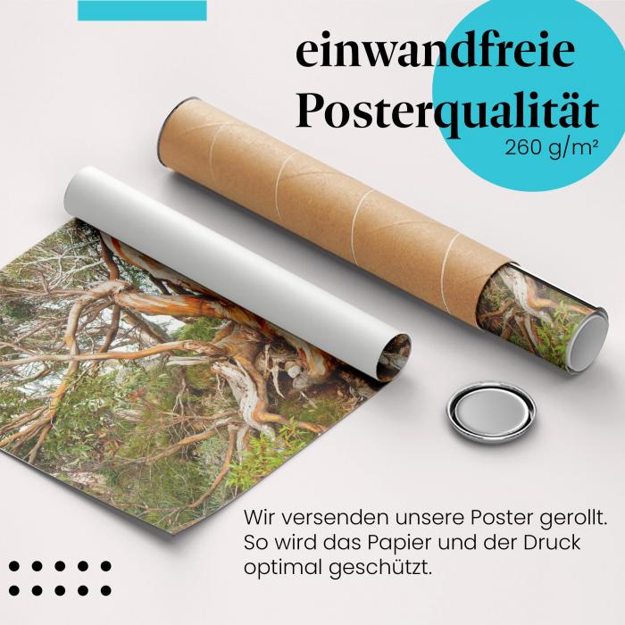 Gerolltes Poster "Eukalyptus". Natur & Design, sicher verpackt.