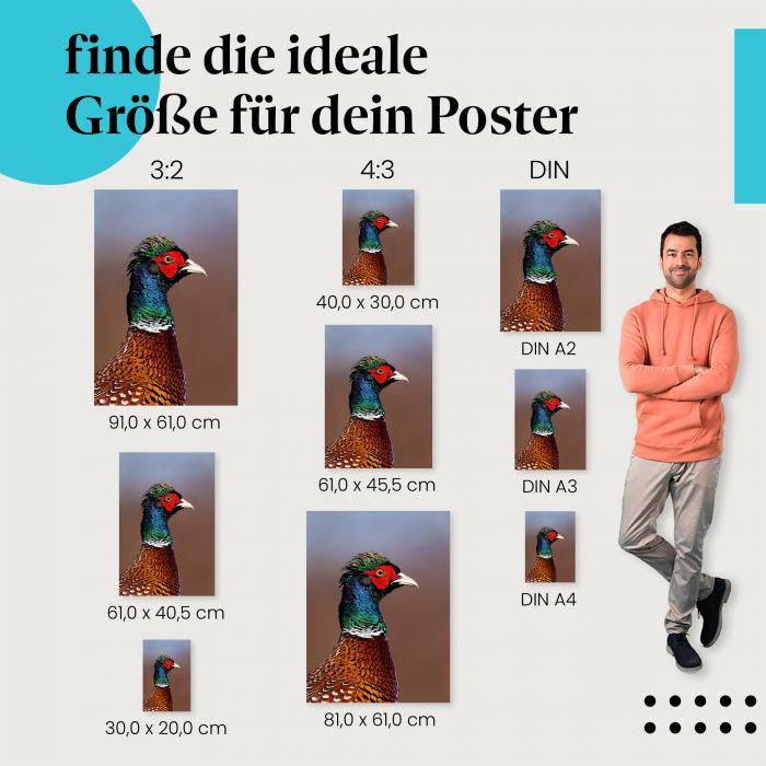 Fasan, Poster: Federkleid, rot, grün, Nahaufnahme.