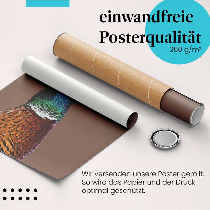 Gerolltes Poster "Fasan". Vogelfotografie, sicher verpackt.