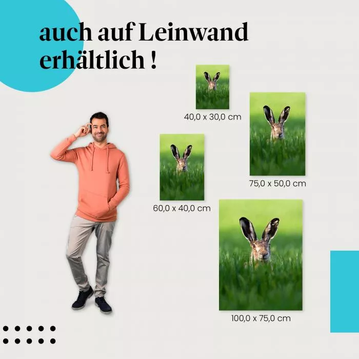 Feldhase | Postereck 3522