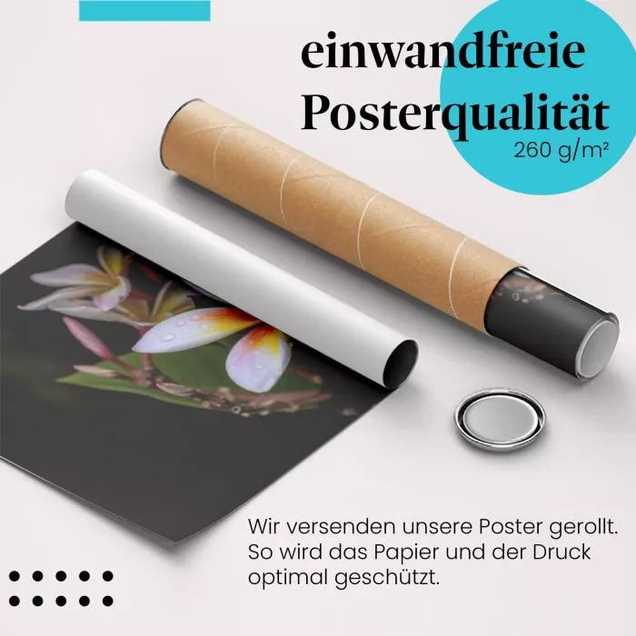 Zarte Blüte | Postereck 0979