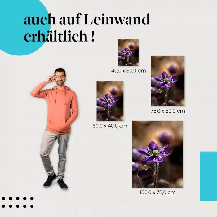 Lila Frühlingsblume: Nahaufnahme | Postereck 1455