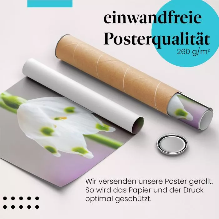 Frühlingsblume | Postereck 2711