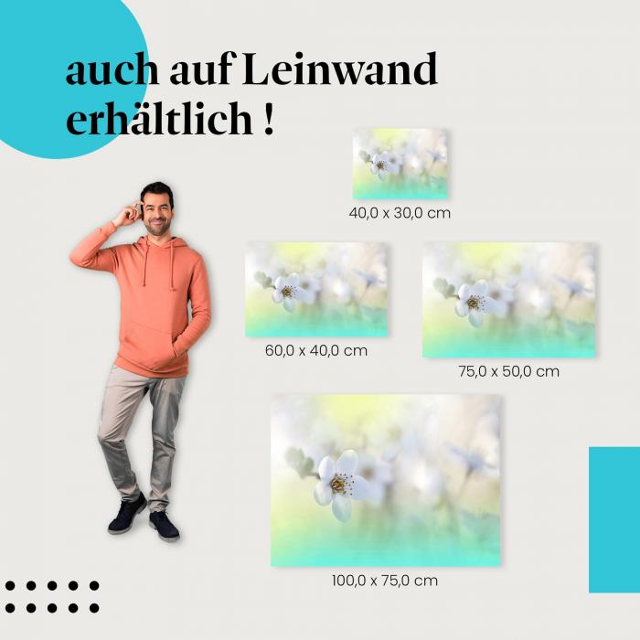 Kirschblüte: Leinwandbild. Weiß, Frühling, zart.