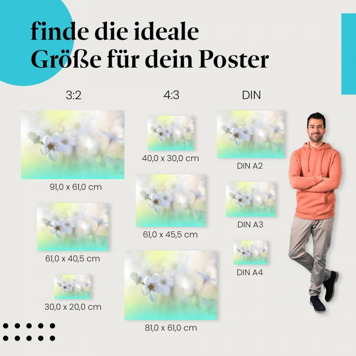Kirschblüte, Poster: Weiß, Makro, Frühling.