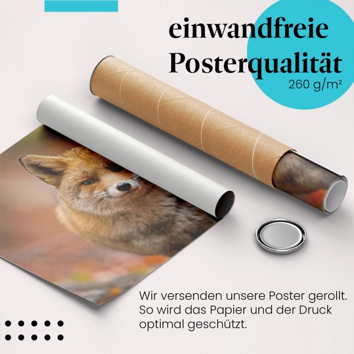 Preview: Fuchs im Herbstwald | Postereck 4093