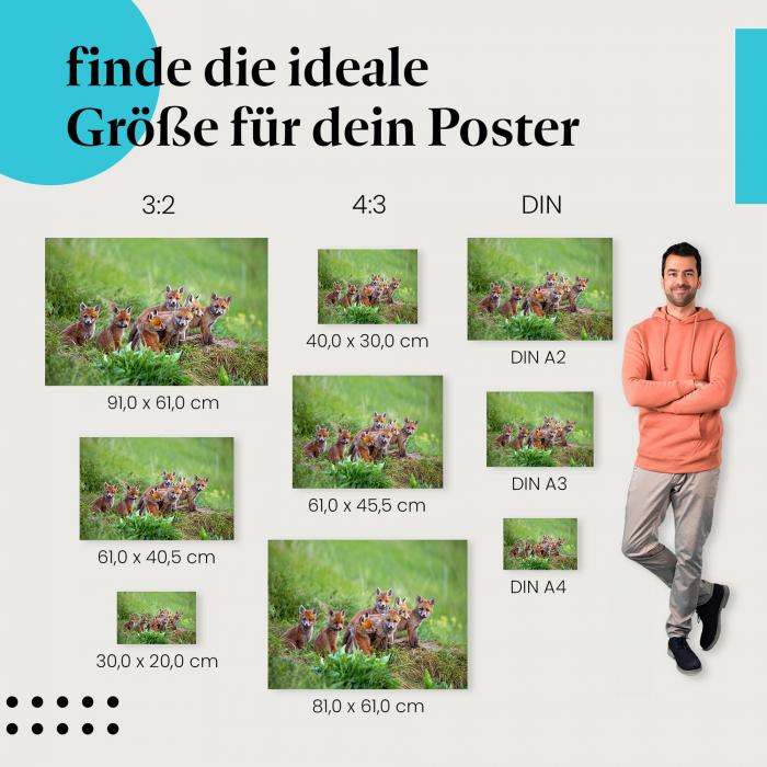 Fuchswelpen, Poster: Gras, niedlich, verspielt.